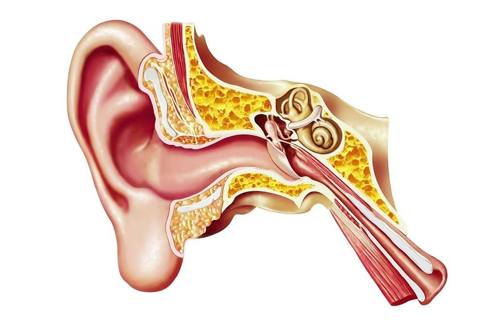 Human Ear Anatomy 1024x675